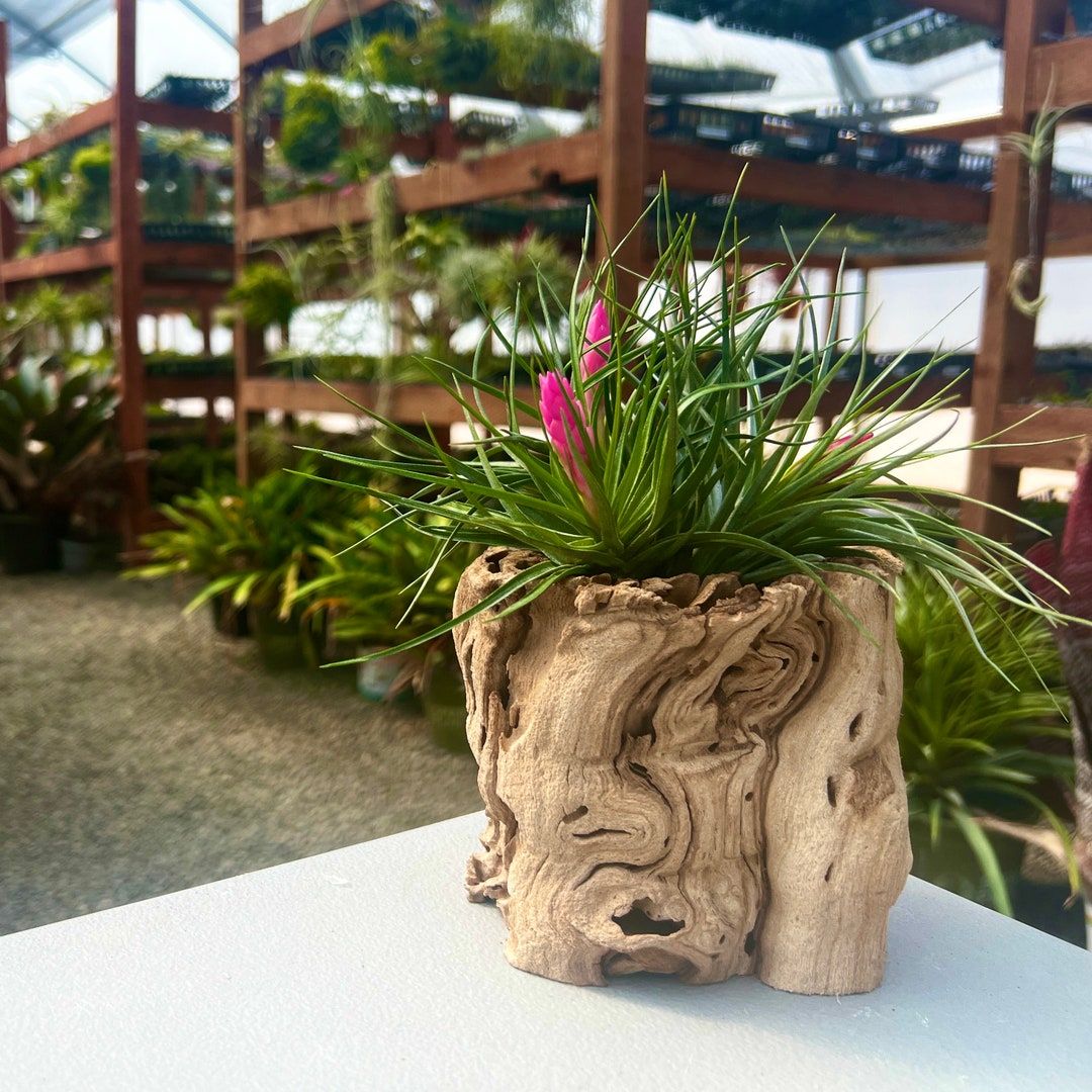 Sandblasted Grapewood plant pot